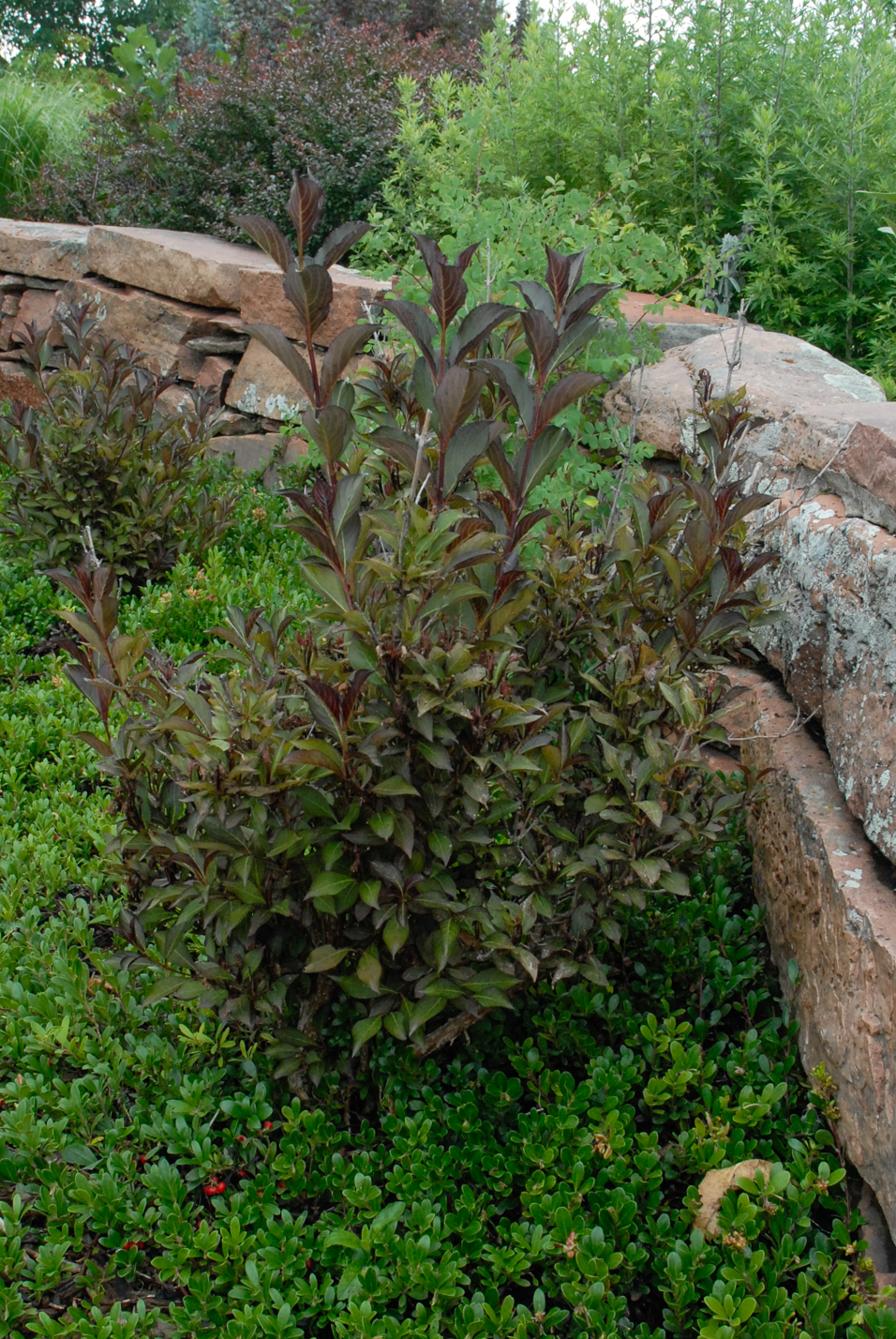 Wine and Roses Weigela